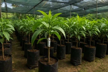 Plant Propagation