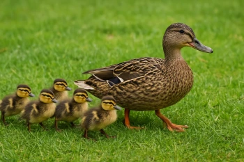 Animal Babies