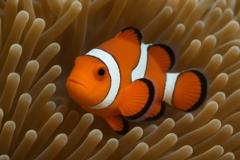 Symbiosis: Mutualism, Commensalism and Parasitism